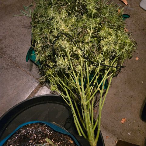 Super Lemon Haze Auto growlog timeline photo