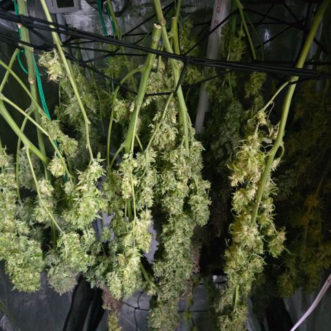 Super Lemon Haze Auto growlog photo: Hanging to dry.