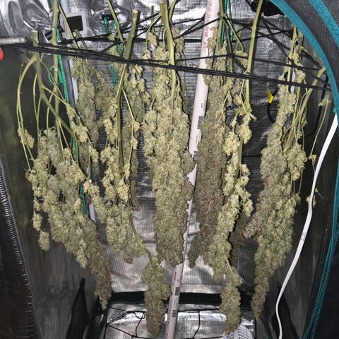 Super Lemon Haze Auto growlog photo: Time to cure...