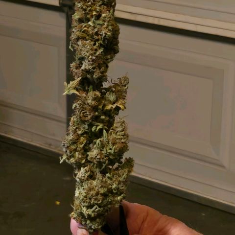 Super Lemon Haze Auto growlog timeline photo