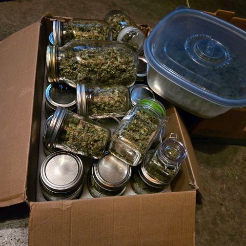 Super Lemon Haze Auto growlog photo: Approx. 12.6 oz.