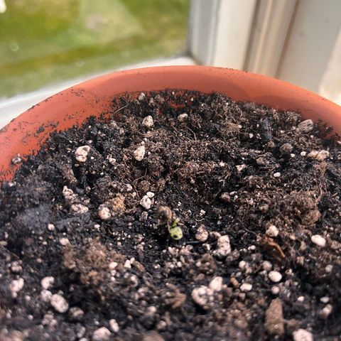 The twins growlog photo: Nu är de i jord! 
