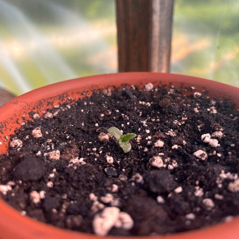 The twins growlog photo: Blad! 