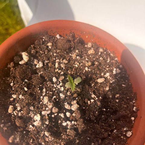 The twins growlog photo: Woho!
