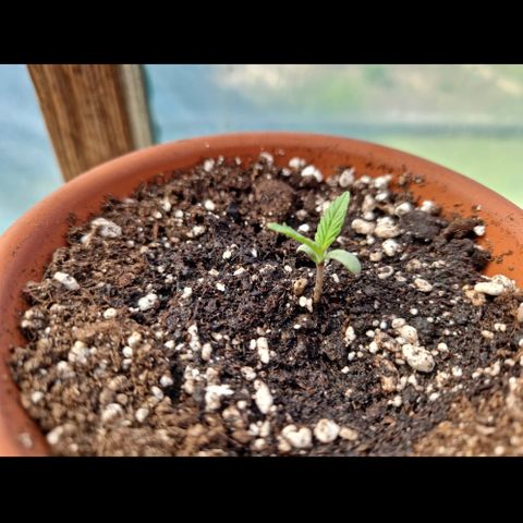 The twins growlog timeline photo