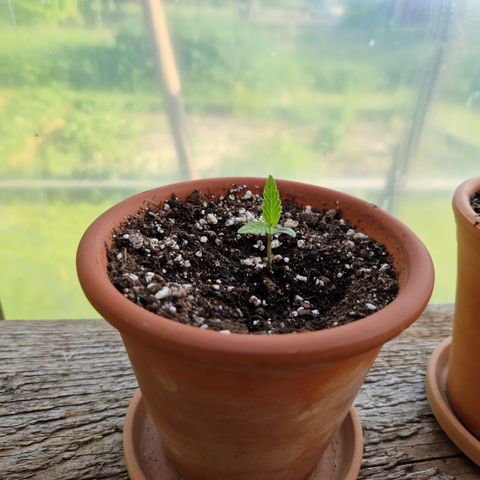 The twins growlog timeline photo