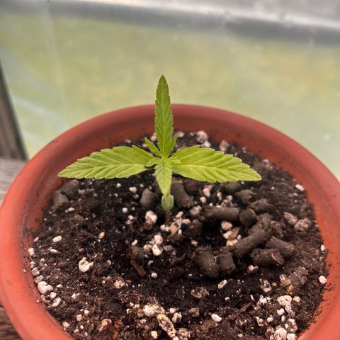 The twins growlog timeline photo