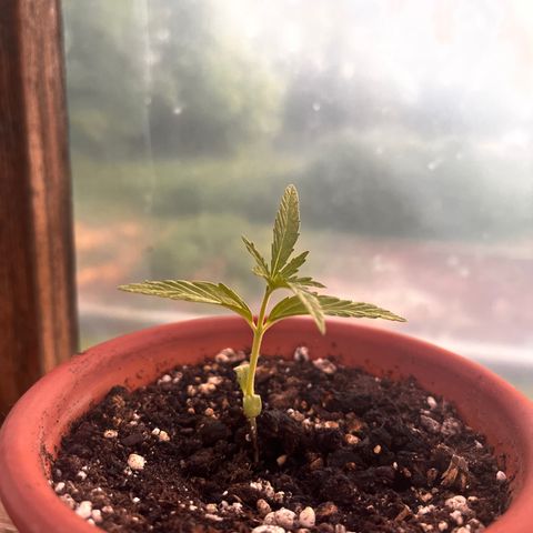 The twins growlog timeline photo