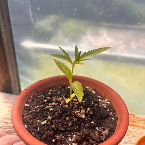 The twins growlog timeline photo