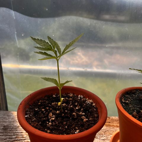 The twins growlog timeline photo