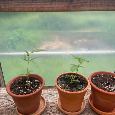 The twins growlog timeline photo
