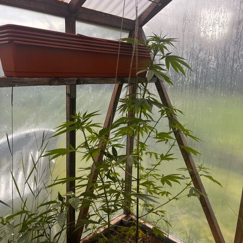 The twins growlog timeline photo