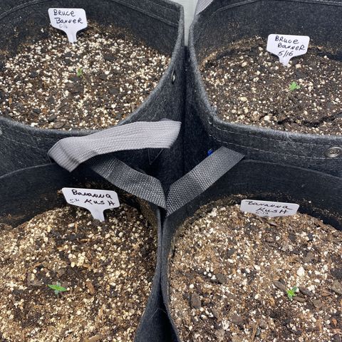 Bruce Banner growlog timeline photo