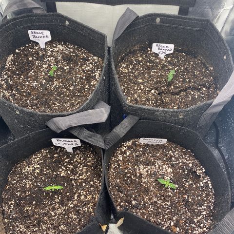 Bruce Banner growlog timeline photo