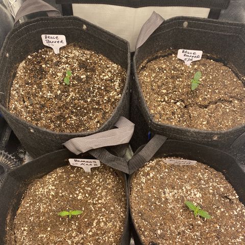 Bruce Banner growlog timeline photo