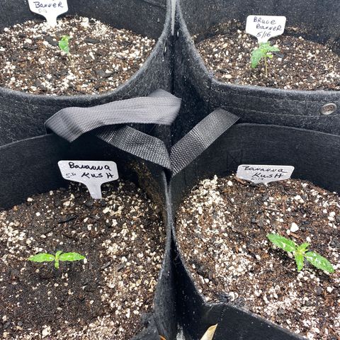 Bruce Banner growlog timeline photo
