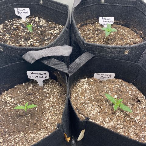 Bruce Banner growlog timeline photo