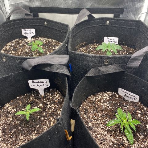Bruce Banner growlog timeline photo
