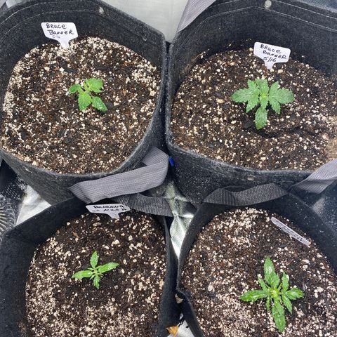 Bruce Banner growlog timeline photo