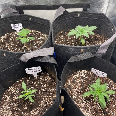 Bruce Banner growlog timeline photo