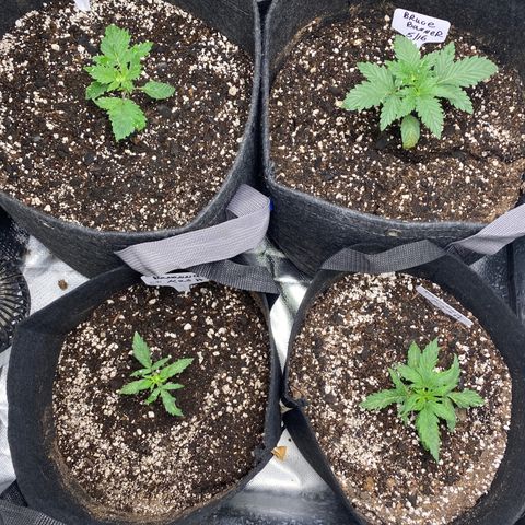 Bruce Banner growlog timeline photo