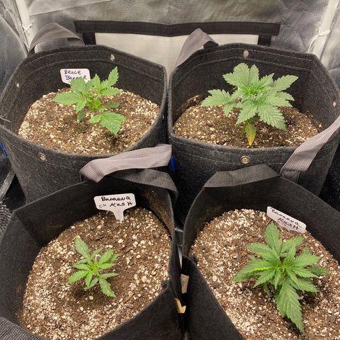 Bruce Banner growlog timeline photo