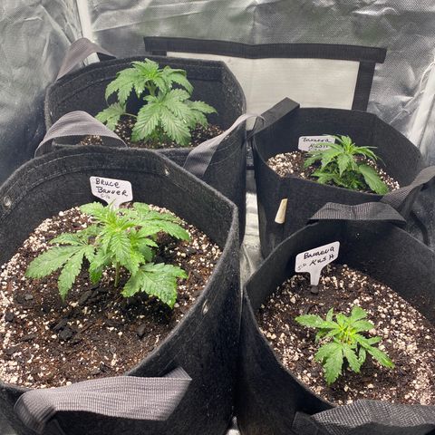 Bruce Banner growlog timeline photo