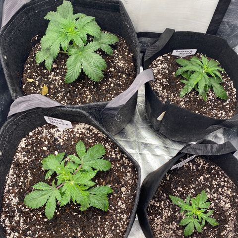 Bruce Banner growlog timeline photo
