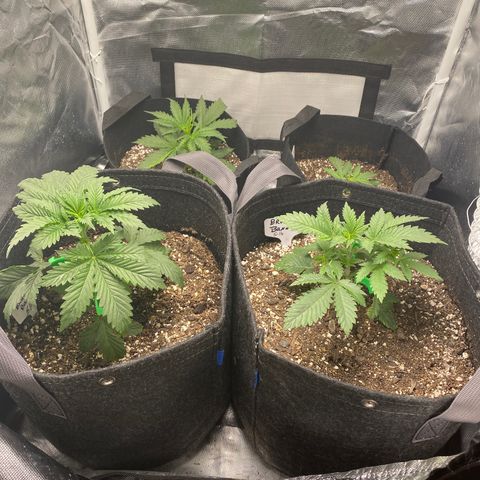 Bruce Banner growlog timeline photo