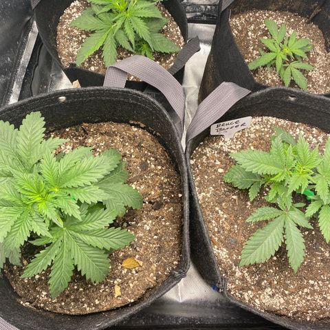 Bruce Banner growlog timeline photo