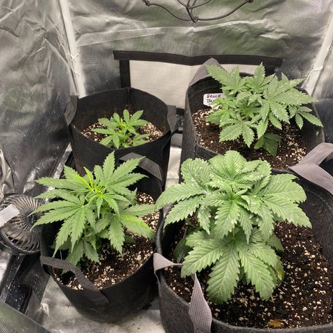 Bruce Banner growlog timeline photo