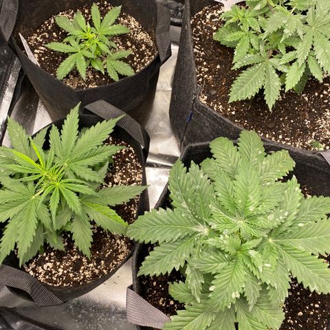 Bruce Banner growlog timeline photo