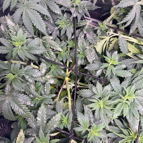 Bruce Banner growlog timeline photo