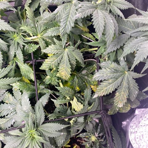 Bruce Banner growlog timeline photo