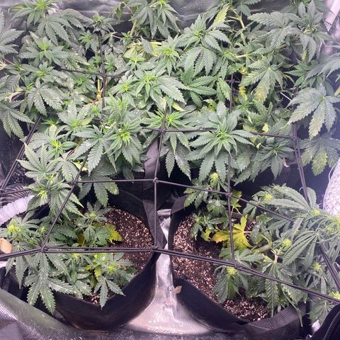 Bruce Banner growlog timeline photo