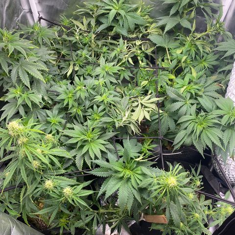 Bruce Banner growlog timeline photo