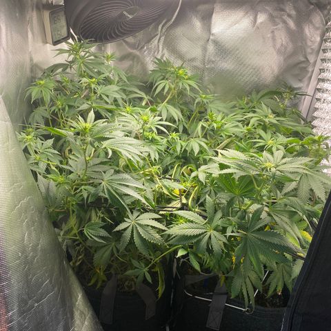 Bruce Banner growlog timeline photo