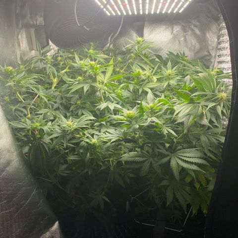 Bruce Banner growlog timeline photo