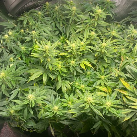 Bruce Banner growlog timeline photo