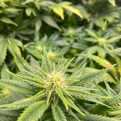 Bruce Banner growlog timeline photo