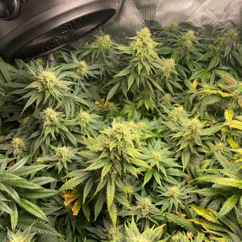 Bruce Banner growlog timeline photo