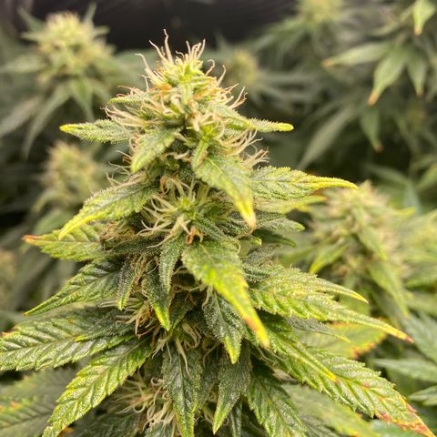 Bruce Banner growlog timeline photo