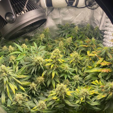 Bruce Banner growlog timeline photo