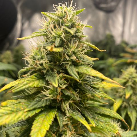 Bruce Banner growlog timeline photo