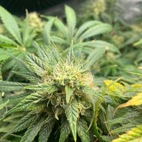 Bruce Banner growlog timeline photo