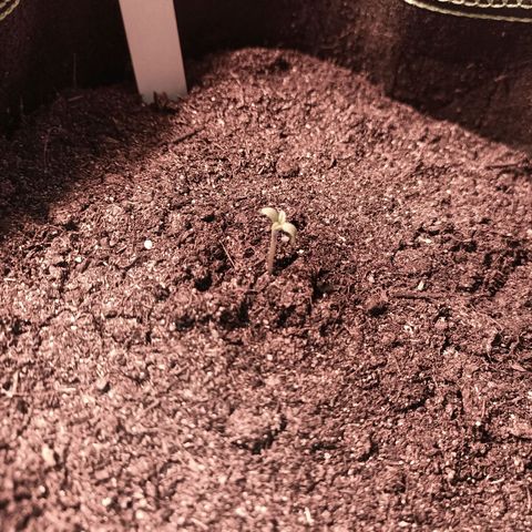fratze growlog timeline photo