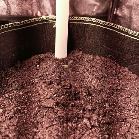 mary jane watson growlog photo: leichtes spargeln