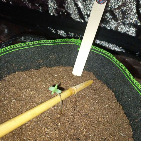 mary jane watson growlog photo: spargelt etwas :(