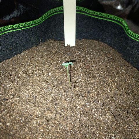 fratze growlog timeline photo