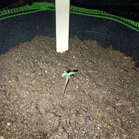 spidey growlog timeline photo